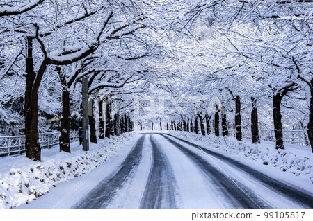 冬季的真見崎櫻花線 99105817