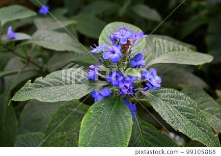 Rurihanagasa in the Botanical Garden Erantemum Watty 99105888