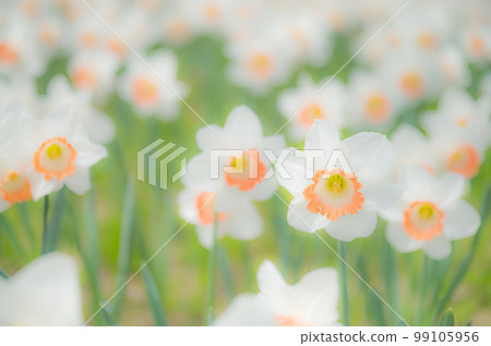 White daffodils White daffodils 99105956
