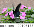 black butterfly on pink flower 99106158