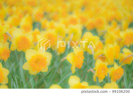 Cluster of yellow daffodils in full bloom 99106200