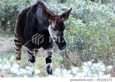 Okapi 99106375