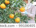 A woman picking fruit in the Shiranui (Dekopon) field, upper body facing forward 99106405