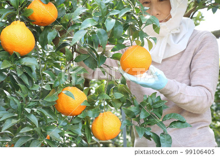 A woman picking fruit in the Shiranui (Dekopon) field, upper body facing forward 99106405