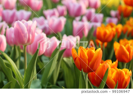 orange and pink tulip field orange and pink tulip field 99106947