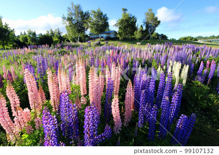 new zealand lake tekapo 23 99107132