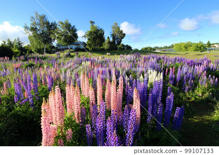 new zealand lake tekapo 24 new zealand lake tekapo 24 99107133