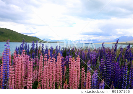 新西蘭 特卡波湖 57 99107166