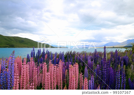 新西蘭_特卡波湖58 99107167