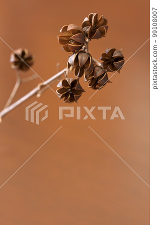 crape myrtle (capsule) crape myrtle (capsule) 99108007