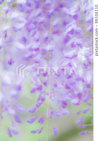 Wisteria flowers in full bloom in the park 99108110