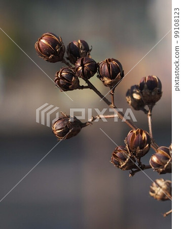 紫薇的種子爆出來後的卡拉 紫薇的種子爆出來後的卡拉 99108123