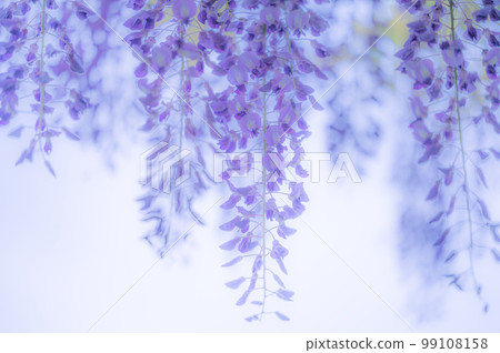Wisteria flowers in full bloom in the park 99108158