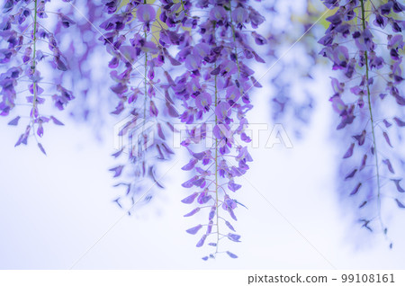 紫藤花在公園裡盛開 99108161
