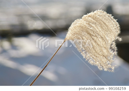 silvery wind-pollinated flower silvery wind-pollinated flower 99108259