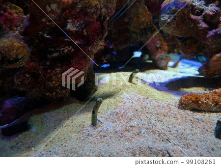 水族館的鼻煙 水族館的鼻煙 99108261