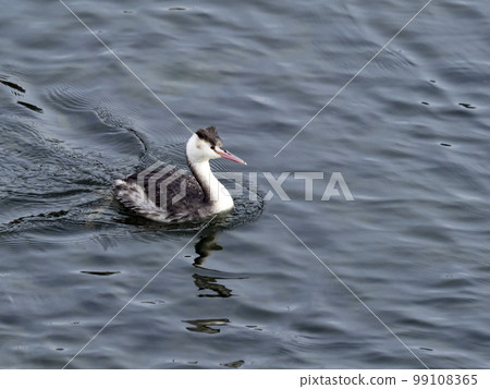 Great Crested Grebe with winter plumage moving across the surface of the water 99108365