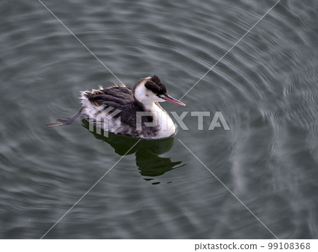 Great crested grebe with winter plumage floating on the surface of the water 99108368