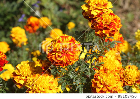 Marigold flowers blooming in the summer flowerbed Marigold flowers blooming in the summer flowerbed 99108456