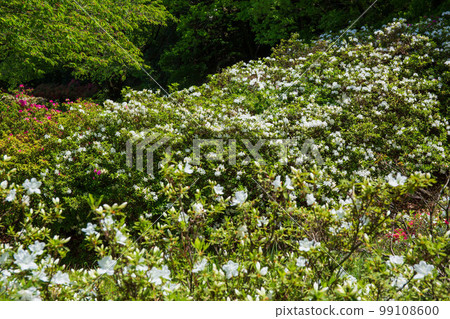 埼玉縣越生市五大尊苻公園的春天 99108600