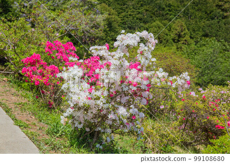 Spring in Ogose, Saitama Godaison Tsutsuji Park Spring in Ogose, Saitama Godaison Tsutsuji Park 99108680