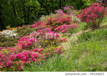 Spring in Ogose, Saitama Godaison Tsutsuji Park Spring in Ogose, Saitama Godaison Tsutsuji Park 99108681