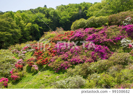 Spring in Ogose, Saitama Godaison Tsutsuji Park Spring in Ogose, Saitama Godaison Tsutsuji Park 99108682