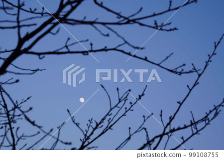 冬天的櫻花樹和漂浮在夜空中的月亮 99108755
