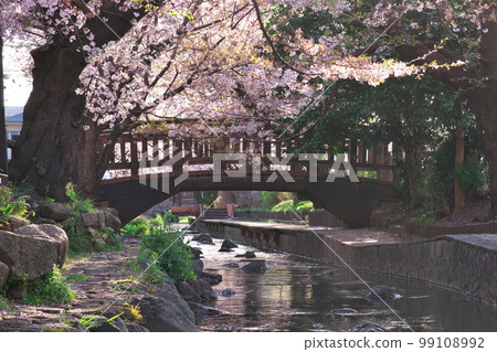 Cherry Blossoms for Two Cities Cherry Blossoms for Two Cities 99108992
