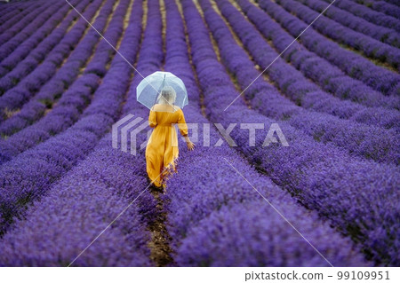 A middle-aged woman in a lavender field walks under an umbrella on a rainy day and enjoys aromatherapy. Aromatherapy concept, lavender oil, photo session in lavender 99109951