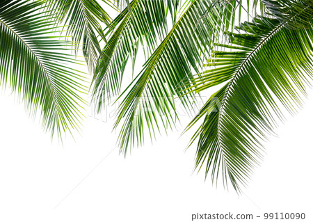 Coconut palm leaves on white background. Coconut palm leaves on white background. 99110090