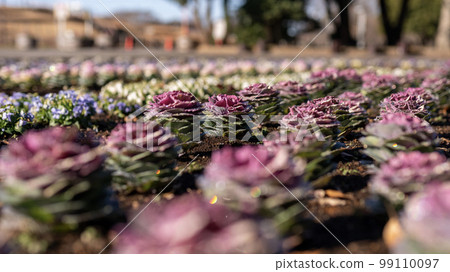 A carpet of peonies shines in the morning sun A carpet of peonies shines in the morning sun 99110097