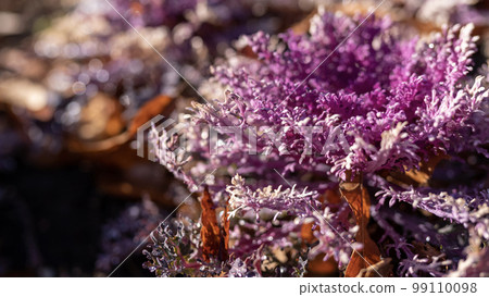 Leaf peonies are like coral blooming in the park Leaf peonies are like coral blooming in the park 99110098