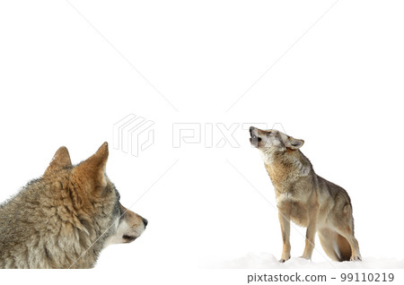 wolf howls in winter on snow isolated on white background 99110219