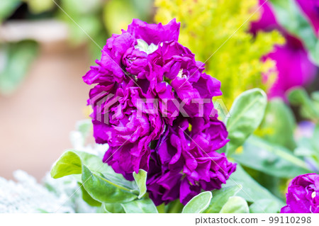 開滿花0137 99110298