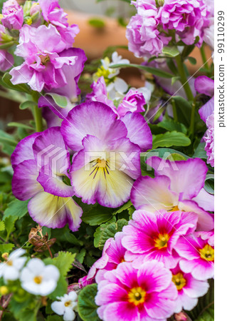 滿滿的花0138 99110299