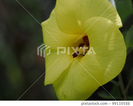 Hamabou 花 學名 Hibiscus hamabo 99110588