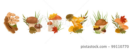 Forest Mushrooms With Leaves Cartoon Set Forest Mushrooms With Leaves Cartoon Set 99110770