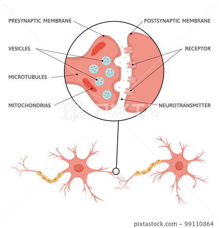 Brain Synapse Scheme Infographics Brain Synapse Scheme Infographics 99110864