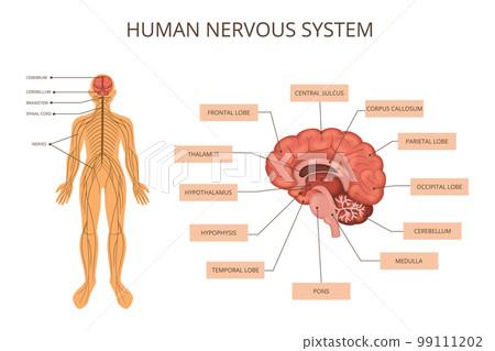 Human Body Organ Systems Infographic 99111202