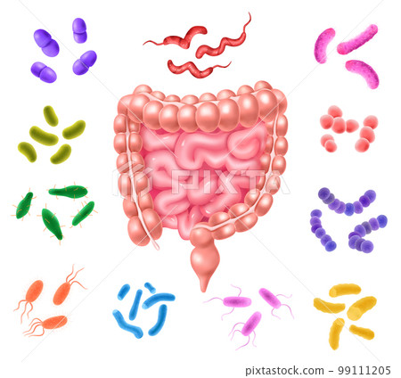Human Colon Bacterial Flora Set 99111205