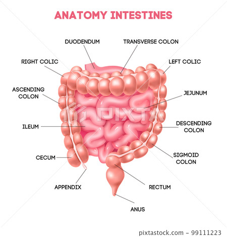 Human Colon Diagram Human Colon Diagram 99111223