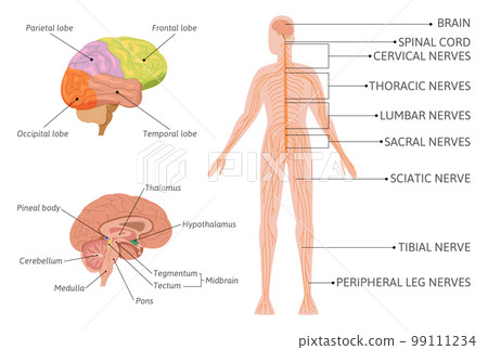 Human Nervous System Infographics 99111234