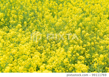 Rape flower field in full bloom Rape flower field in full bloom 99111769