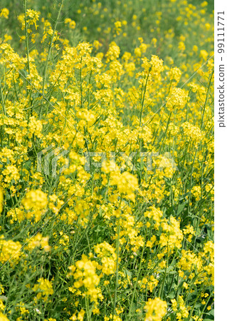 Rape flower field in full bloom Rape flower field in full bloom 99111771