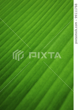Nature Concept. Closeup of Fresh Green Leaf. Natural Green Surface Texture Background. Macro shot. Vertical image Nature Concept. Closeup of Fresh Green Leaf. Natural Green Surface Texture Background. Macro shot. Vertical image 99111788