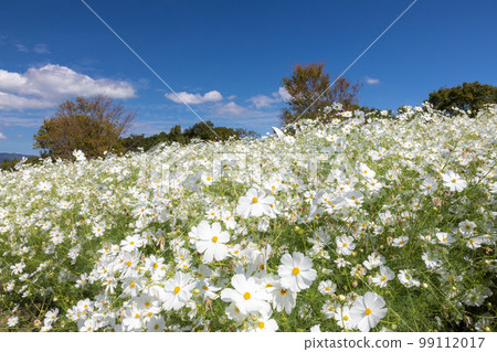白色宇宙山 白色宇宙山 99112017