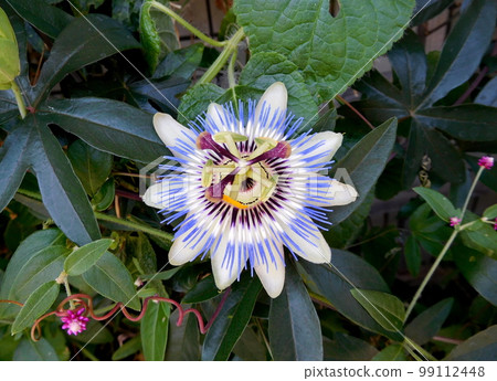 Passion fruit flowers Passion fruit flowers 99112448