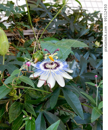 百香果花 99112450