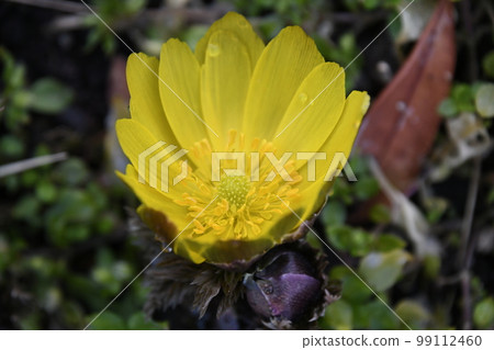 ♪Wow, it's spring♪ ♪Wow, it's spring♪ 99112460